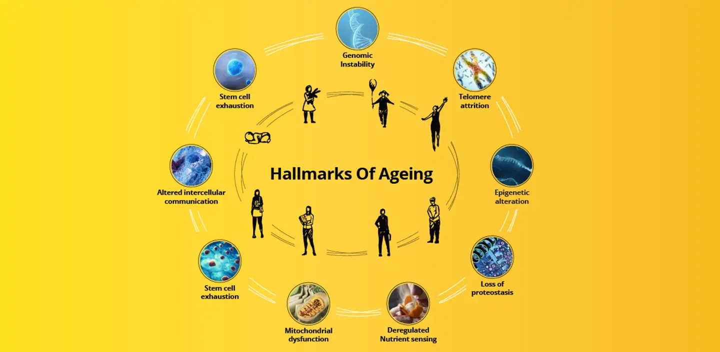 Grafico dei 9 segni dell'invecchiamento