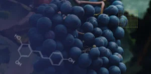 Grape seed extract vs resveratrol – the benefits comparison