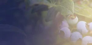 Ptérostilbène vs Resvératrol - Savoir ce qui est bon pour vous