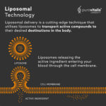 La tecnología liposomal para la vitamina d mejora 4 veces la absorción