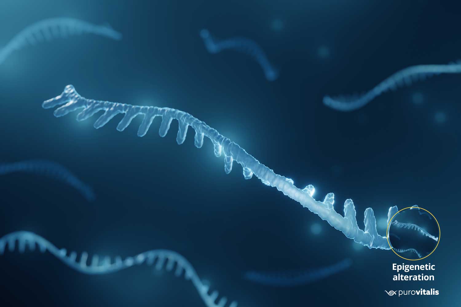 MicroRNA-illustration, ændring af epigenetik er et af kendetegnene ved aldring