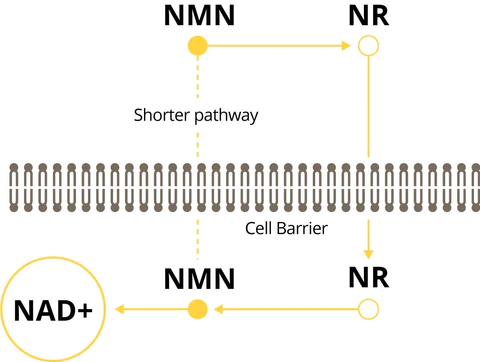 Diferencia entre la vía NMN y la vía NR