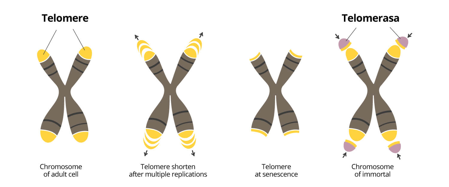 Grafisk visualisering af forkortelse af telemore, et af kendetegnene ved aldring