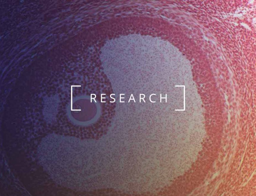 improving fertility with spermidine: groundbreaking research reveals powerful effects in improving egg quality and reproductive health