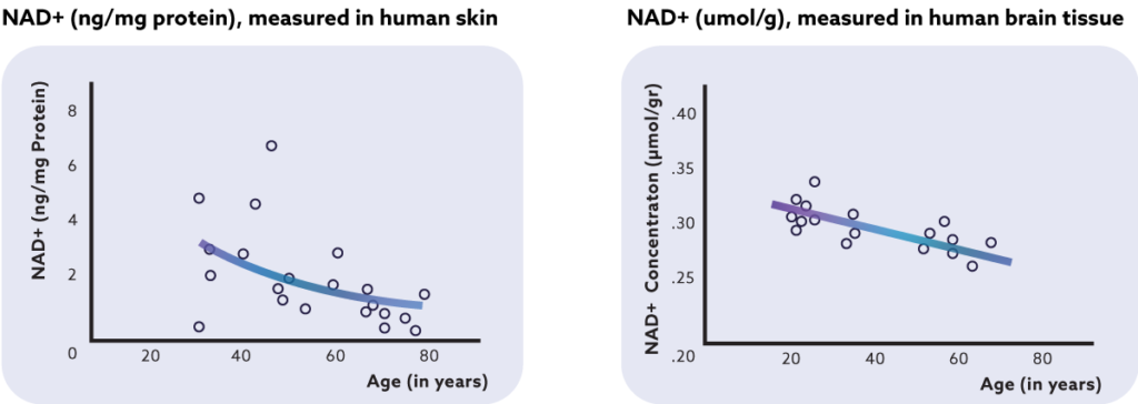 Graphique montrant le déclin des niveaux de NAD avec l'âge, illustrant la différence entre NAD et NADH, et mettant en évidence les moyens naturels de stimuler la NAD.