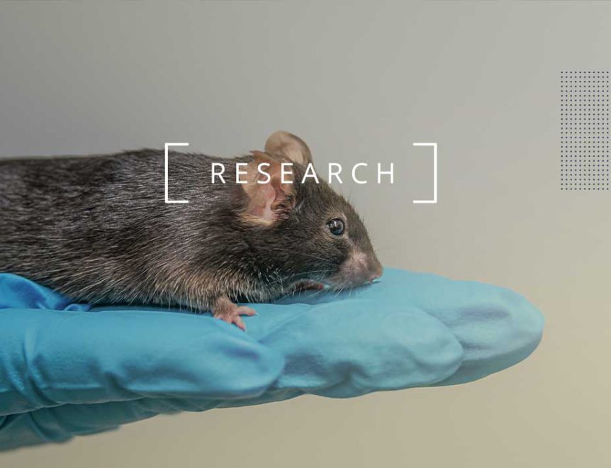 Study: NMN Extends Lifespan and Enhances Gut Health in Ageing Mice