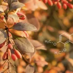 Primer plano de las hojas de Berberis aristata, la planta de la que se extrae la berberina. Las hojas son pequeñas, ovaladas y de un verde vibrante, y crecen densamente a lo largo de los tallos. La berberina, un compuesto bioactivo que se encuentra en esta planta, se utiliza por sus posibles beneficios para la salud, como la regulación del azúcar en sangre y sus propiedades antiinflamatorias. El blog habla de los beneficios de la berberina, sus posibles efectos secundarios y la dosis recomendada.