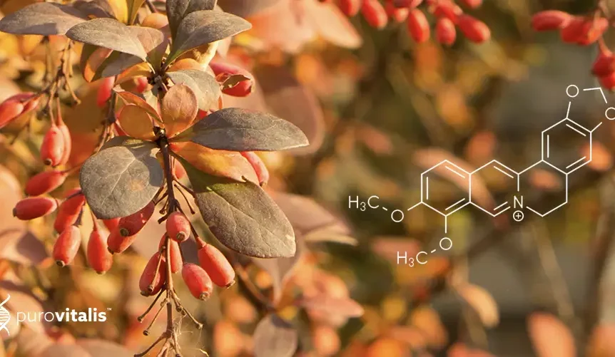 Nærbillede af bladene på Berberis aristata, den plante, hvorfra berberin udvindes. Bladene er små, ovale og strålende grønne og vokser tæt langs stilkene. Berberin, et bioaktivt stof, der findes i denne plante, anvendes på grund af dets potentielle sundhedsmæssige fordele, såsom regulering af blodsukkeret og antiinflammatoriske egenskaber. I blogindlægget gennemgås berberins fordele, mulige bivirkninger og anbefalet dosering.