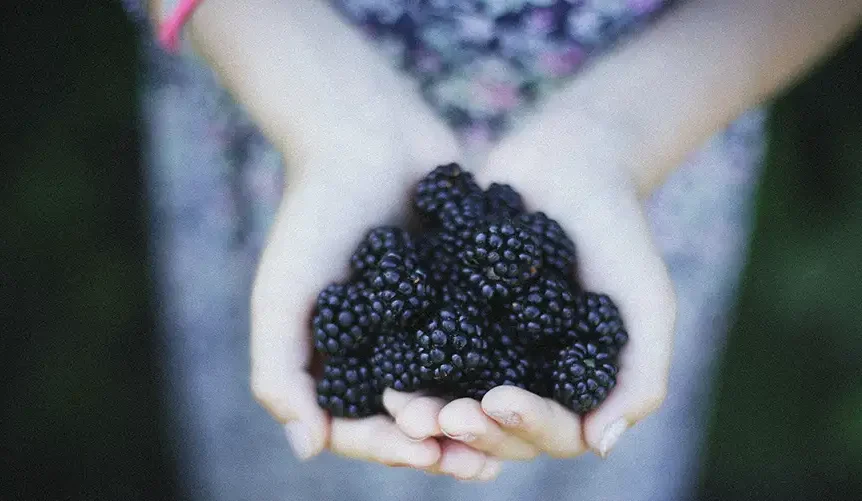 mano llena de moras