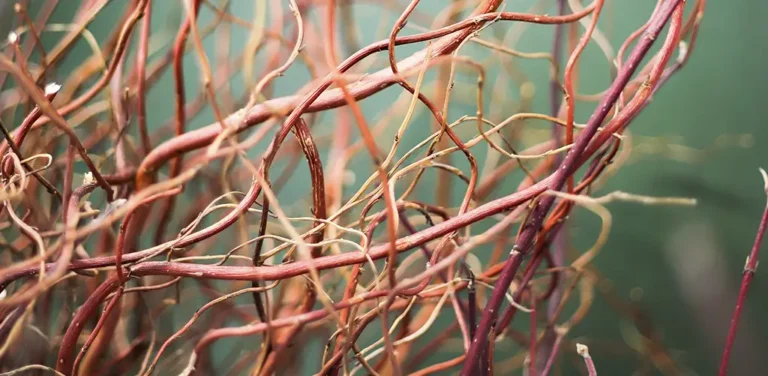 Avantages de la vitamine B6