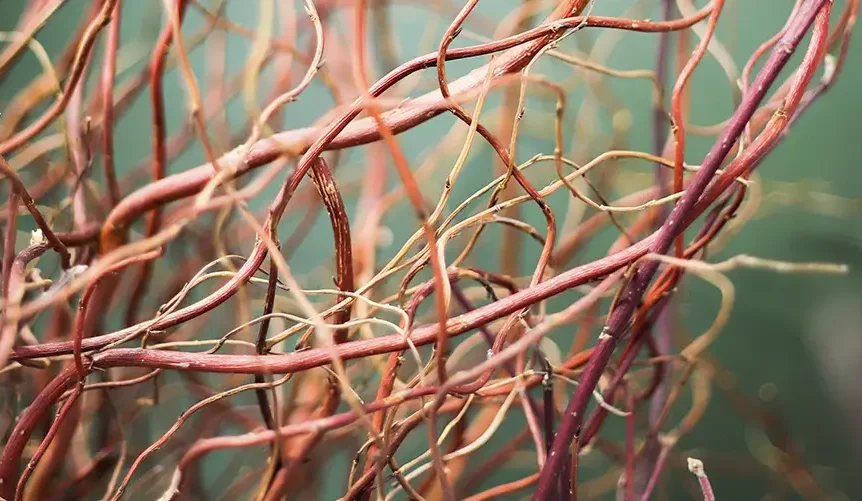 Primer plano de unas ramas rojizas con un fondo verde borroso