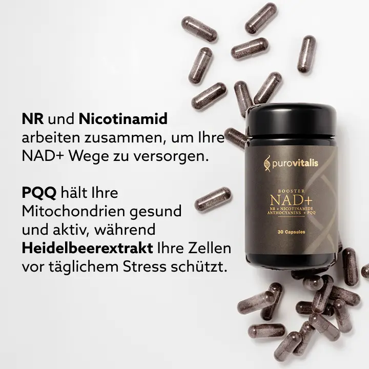 NR und Nicotinamid wirken zusammen, um Ihre NAD+-Bahnen zu versorgen. PQQ hält Ihre Mitochondrien gesund und aktiv, während Blaubeerextrakt Ihre Zellen vor Alltagsstress schützt.