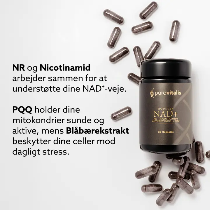 NR og nikotinamid arbejder sammen for at nære dine NAD+ signalveje. PQQ holder dine mitokondrier sunde og aktive, mens blåbærekstrakt beskytter dine celler mod daglig stress.