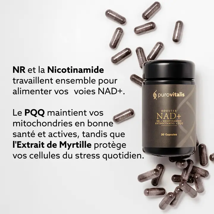 La NR et la nicotinamide agissent ensemble pour alimenter vos voies NAD+. La PQQ maintient vos mitochondries saines et actives, tandis que l'extrait de myrtille protège vos cellules du stress quotidien.