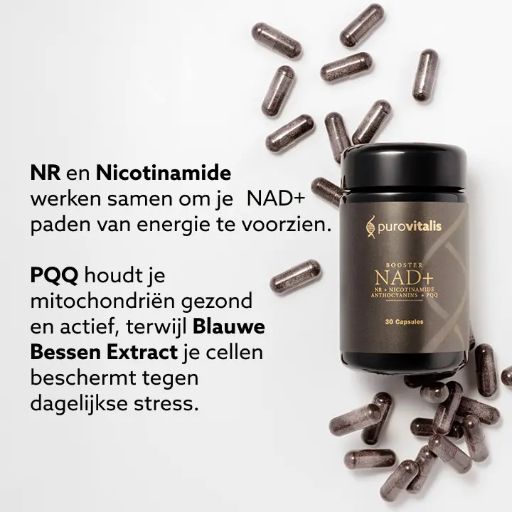 NR en nicotinamide werken samen om je NAD+-routes te voeden. PQQ houdt je mitochondriën gezond en actief, terwijl bosbessenextract je cellen beschermt tegen dagelijkse stress.
