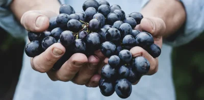 close up on blue grapes in a persons hands with a light blue shirt on
