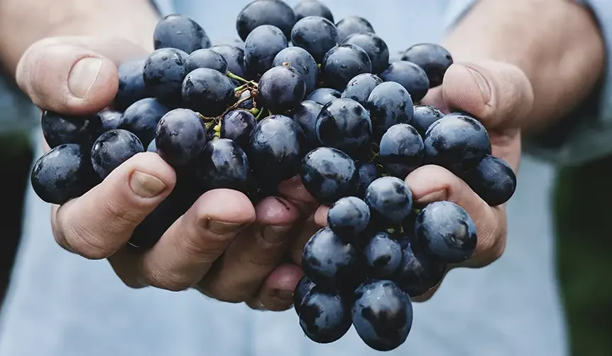 Gros plan sur des raisins bleus dans les mains d'une personne portant une chemise bleu clair