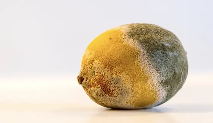 Photo d’un vieux citron