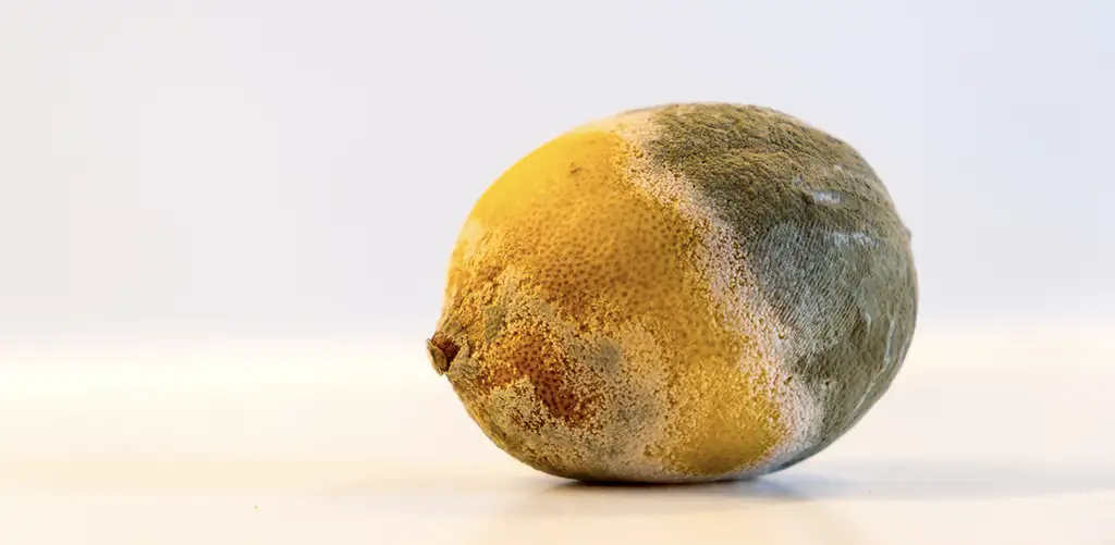 Picture of an old lemon