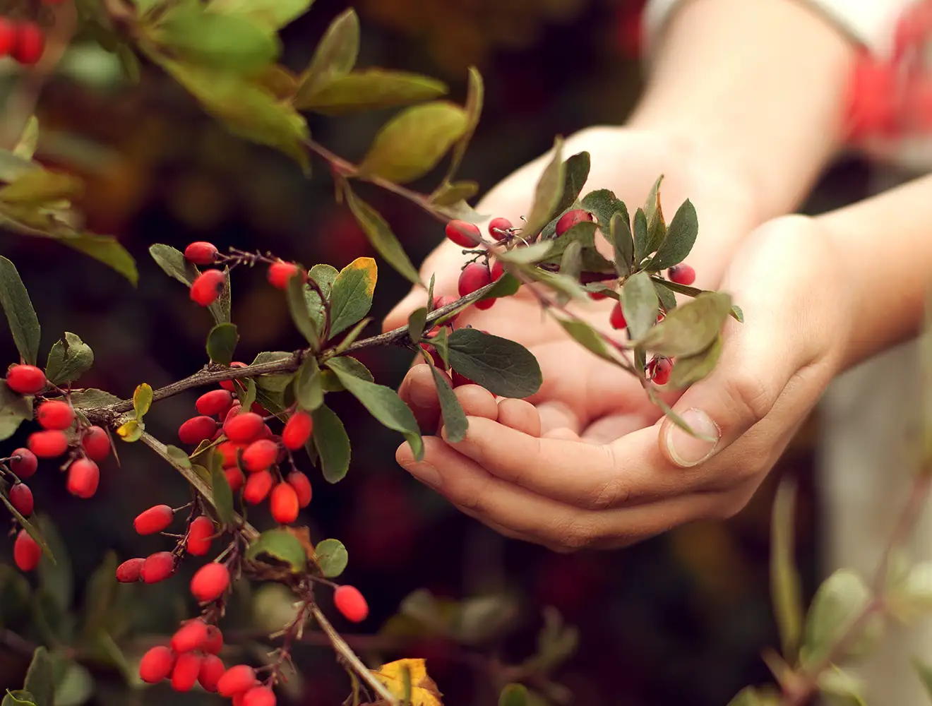 Close-up of hands gently cupping a branch of a barberry bush laden with small, oblong red berries and green leaves.