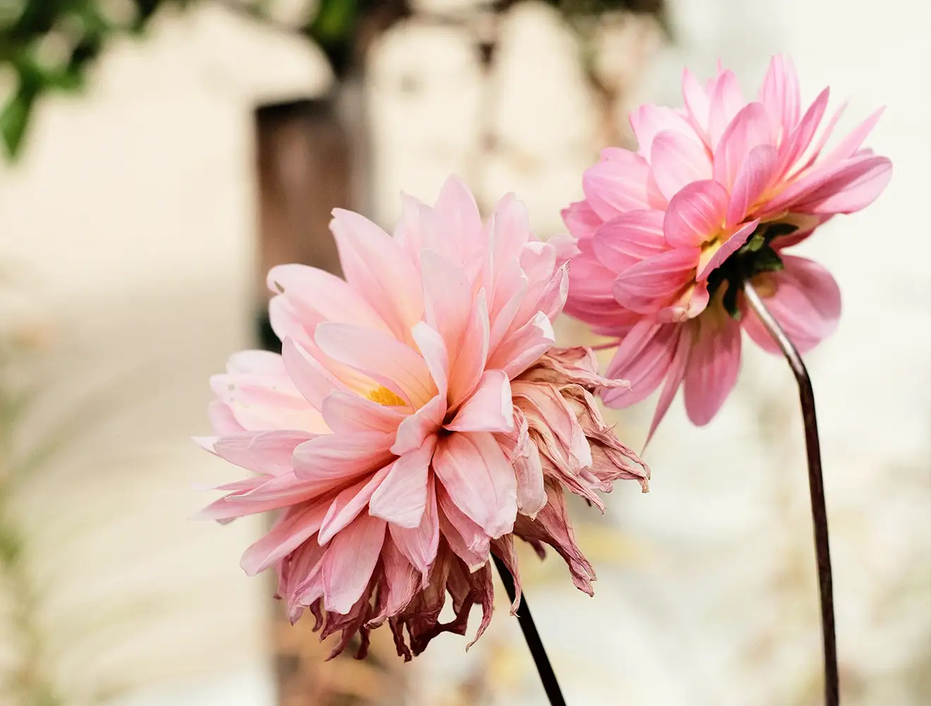 Two pink dahlia flowers side-by-side, one in full fresh bloom and the other showing dry, wilting bottom petals to illustrate aging stages.