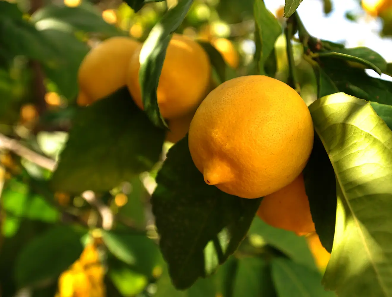 A close-up photograph capturing a single ripe yellow lemon hanging from a branch in natural sunlight, surrounded by other fruits and dark green leaves. The background is a soft, blurry mix of greens and golds, creating a feeling of freshness and health.
