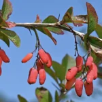 Close-up of a berberine (barberry) branch with sharp thorns, featuring clusters of small, elongated bright red berries hanging beneath green leaves against a clear blue sky.