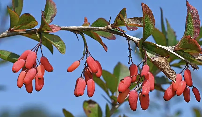 Gros plan sur une branche d’épine-vinette aux épines acérées, avec des grappes de petites baies rouge vif sous des feuilles vertes, sur fond de ciel bleu.