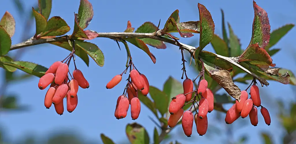 Close-up of a berberine (barberry) branch with sharp thorns, featuring clusters of small, elongated bright red berries hanging beneath green leaves against a clear blue sky.