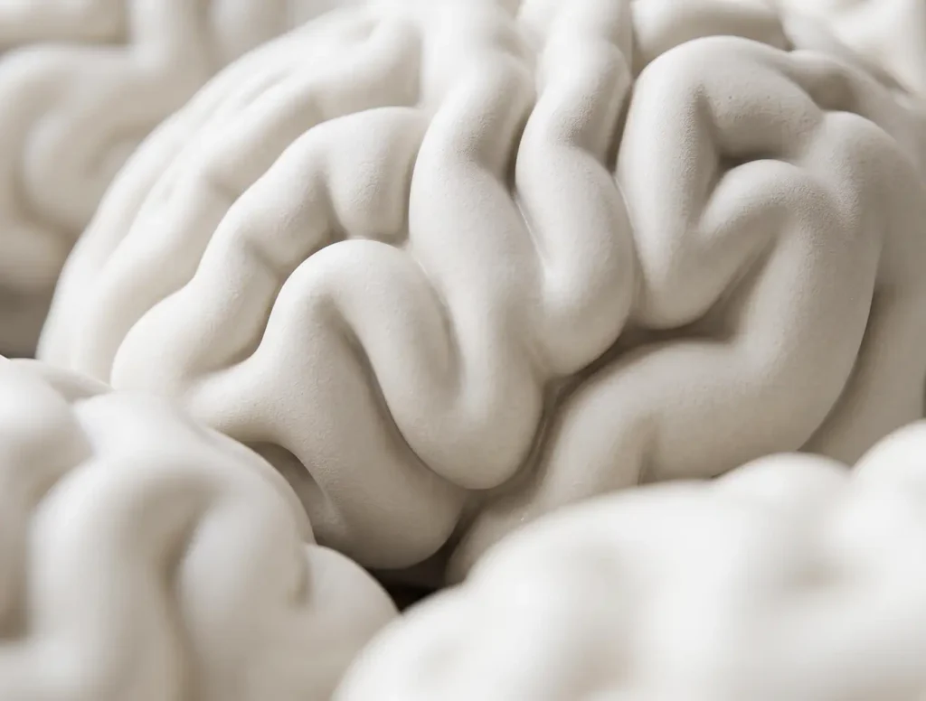 Off-white matte brain models in a close-up composition.