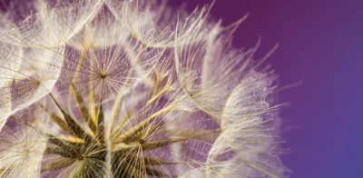 Macro photography of a dandelion seed head, a common seasonal allergy trigger, against a purple background.