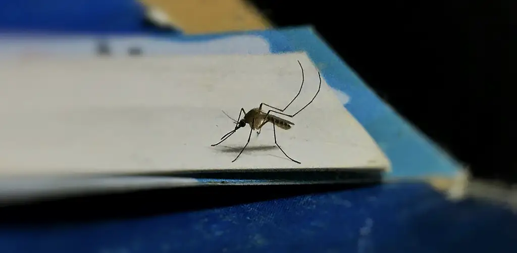Primo piano di una zanzara appollaiata sul bordo di un foglio bianco su una superficie blu.