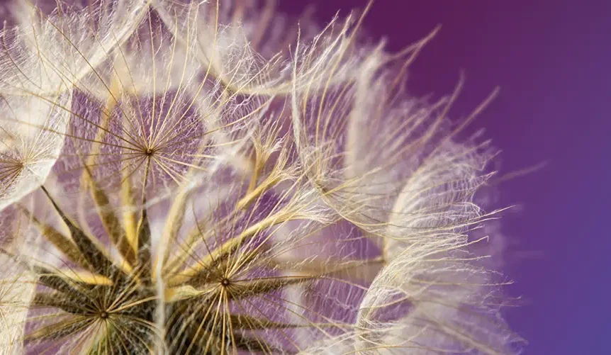 Macro photography of a dandelion seed head, a common seasonal allergy trigger, against a purple background.
