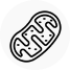 Mitochondrial-dysfunction